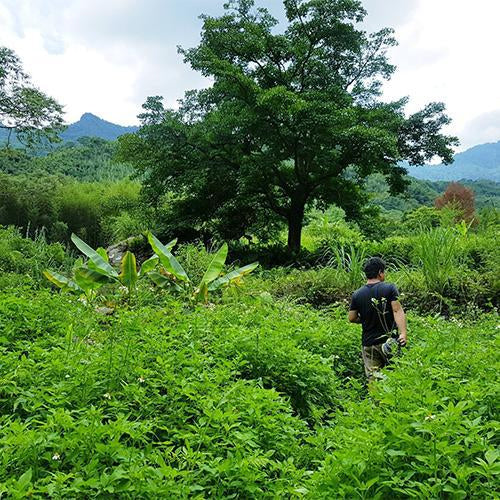《雜草》管理+除草實作一日工作坊【打造一座生態農場】 (課程回顧)