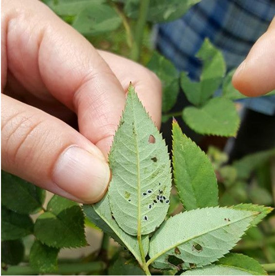 【喬夏香草種植課】香草種植課(基礎班-2) :病蟲害認識及管理 (課程回顧)